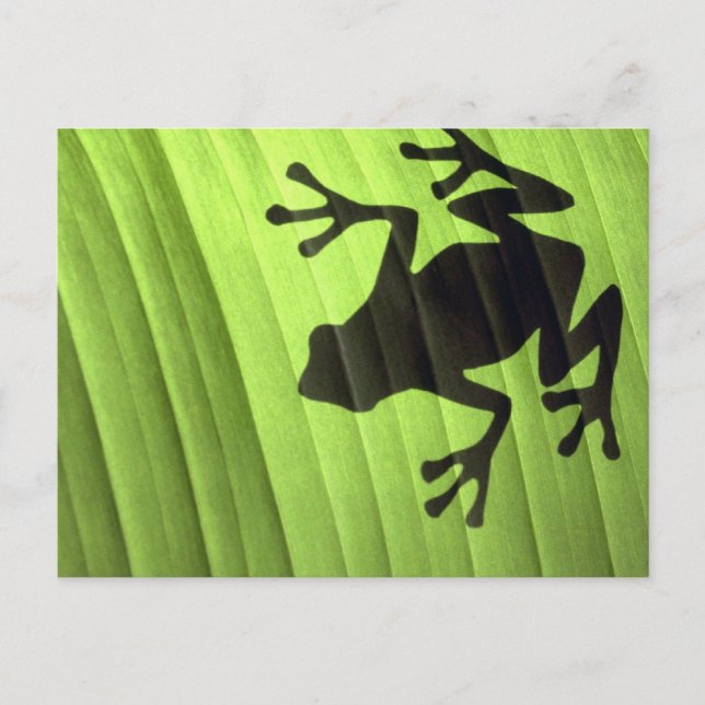 Carte Postale Grenouilles (Devant)