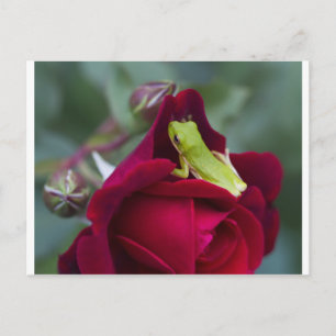 Carte Postale Grenouilles à arbre vert et roses rouges