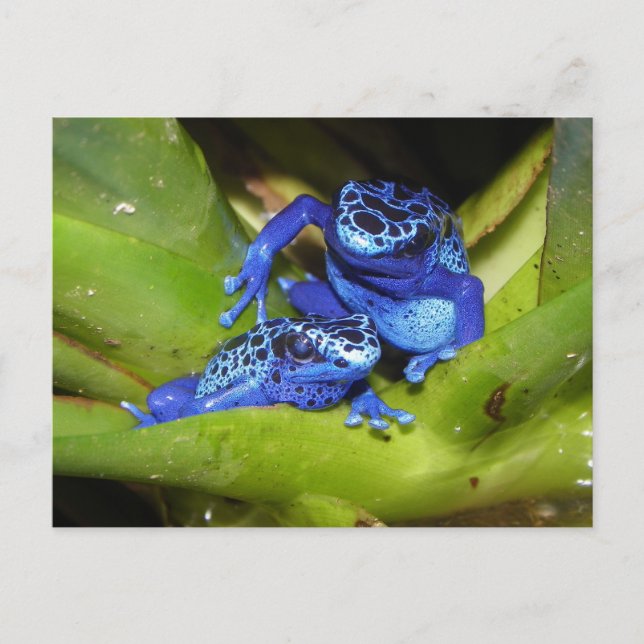 Carte Postale Grenouilles Bleues À Poison Dans La Feuille 1 (Devant)
