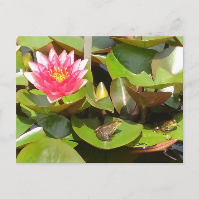 Carte Postale Grenouilles bronzantes (Devant)