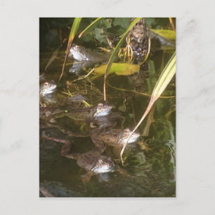 Carte Postale Grenouilles, grenouilles et autres grenouilles