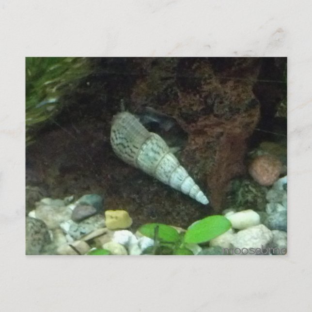 Carte postale Grey and White Snail (Devant)