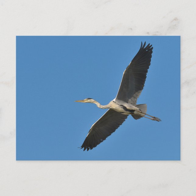 Carte Postale Grey bird (Devant)