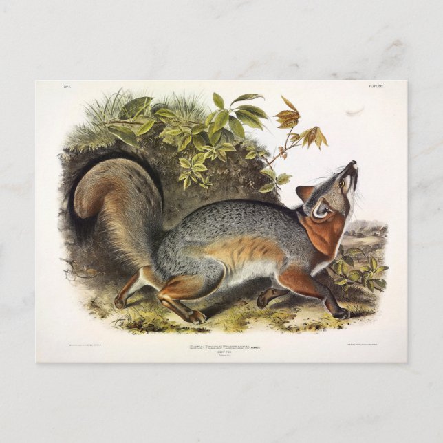 Carte Postale Grey Fox / Grey Fox Audubon's American Quadrupeds (Devant)