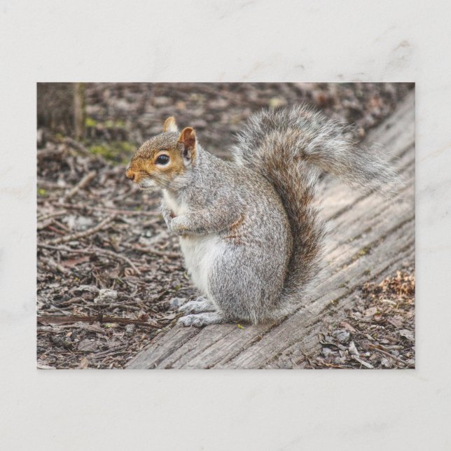 Carte Postale Grey Squirrel Bute Park, Cardiff, Pays de Galles. (Devant)
