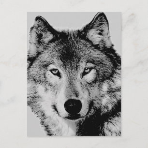 Carte postale Grey Wolf Eyes