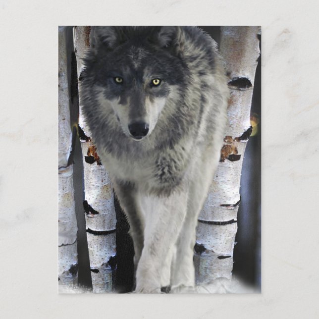 Carte Postale Grey Wolf & Winter Forest Wildlife Art Card (Devant)