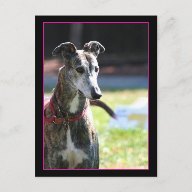 Carte postale Greyhound (Devant)