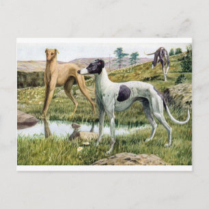 Carte Postale Greyhound