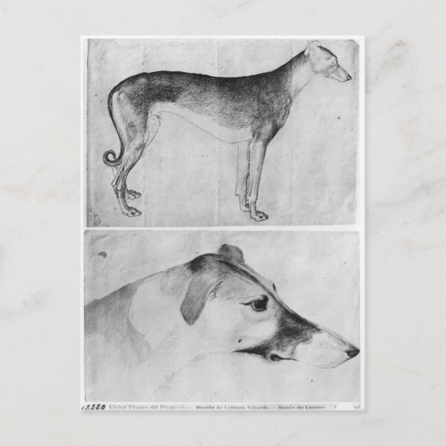 Carte Postale Greyhound et tête d'un greyhound (Devant)