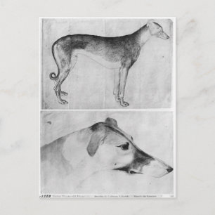 Carte Postale Greyhound et tête d'un greyhound