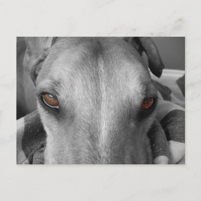 Carte Postale Greyhound Eyes (Devant)