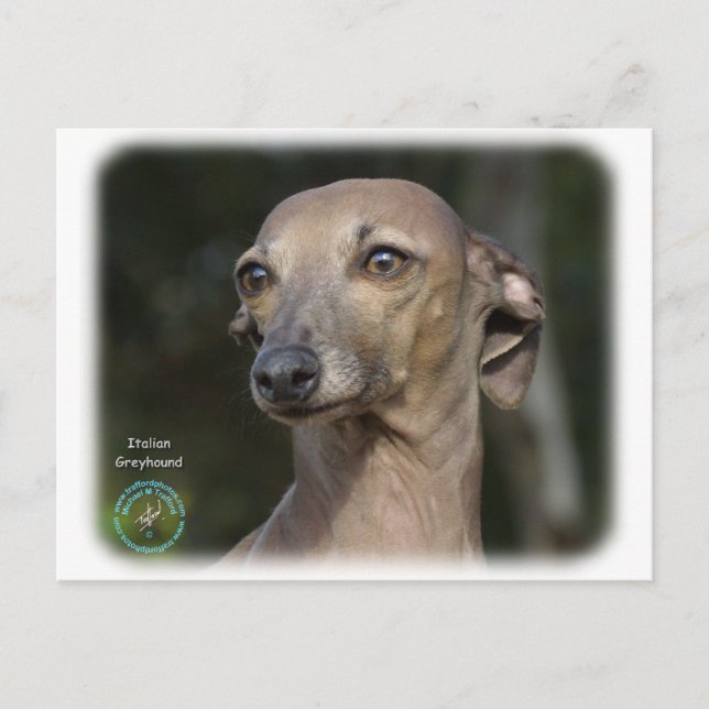 Carte Postale Greyhound italien 9K74D-11 (Devant)