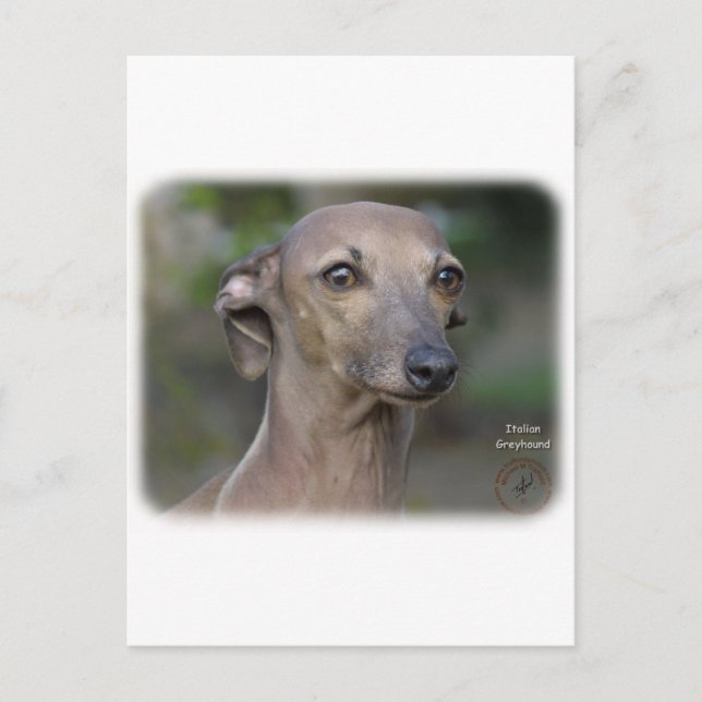 Carte Postale Greyhound italien 9K74D-19 (Devant)