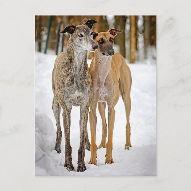 Carte Postale Greyhound Puppy (Devant)