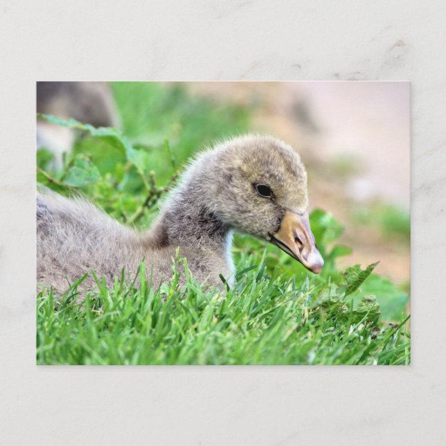 Carte Postale Greylag Goose Gosling (Devant)