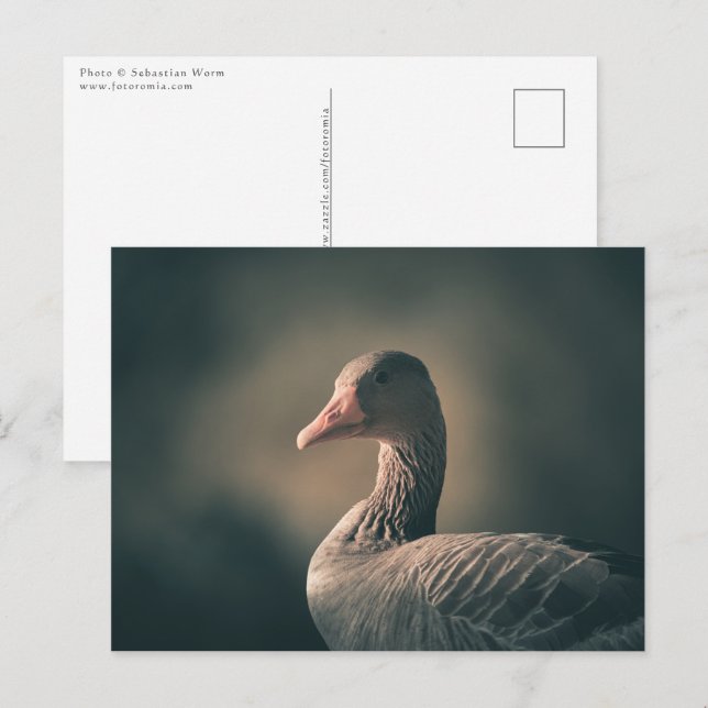 Carte Postale Greylag Goose Nature Photo (Devant / Derrière)