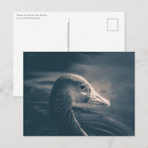 Carte Postale Greylag Goose Nature Photo