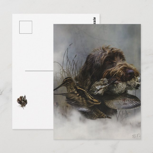 Carte Postale Griffon à poil dur , Chasse à la bécasse     (Devant / Derrière)
