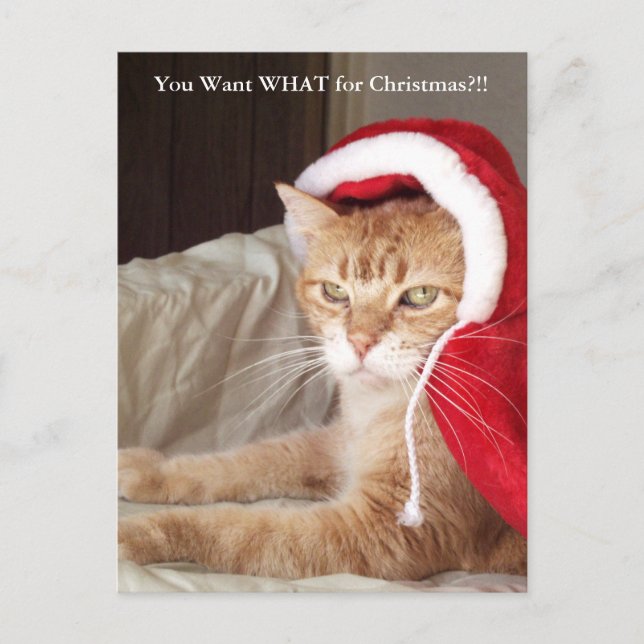 Carte postale grincheuse drôle de Noël de chat de (Devant)