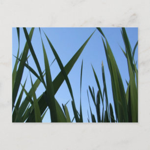 Carte postale Gris