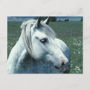 Carte Postale Gris appâté dans un pâturage fleuri