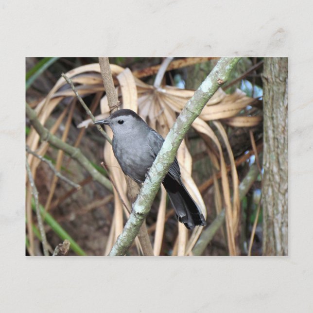 Carte postale Gris Catbird (Devant)