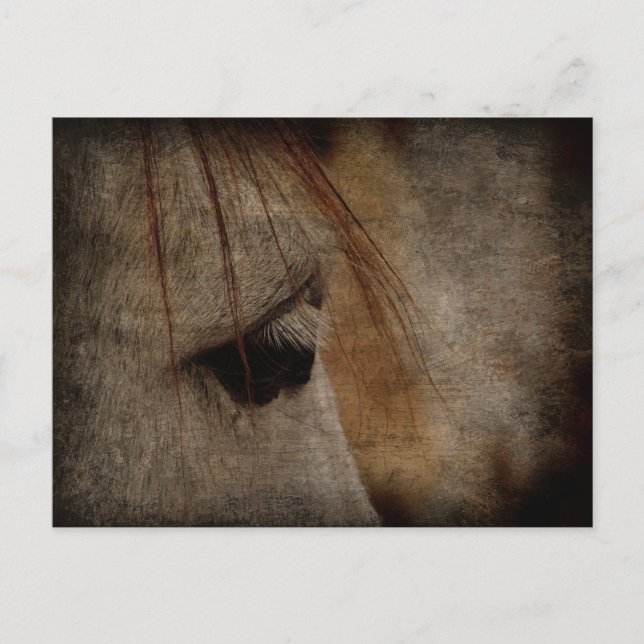 Carte Postale Gris Cheval Face Grunge (Devant)