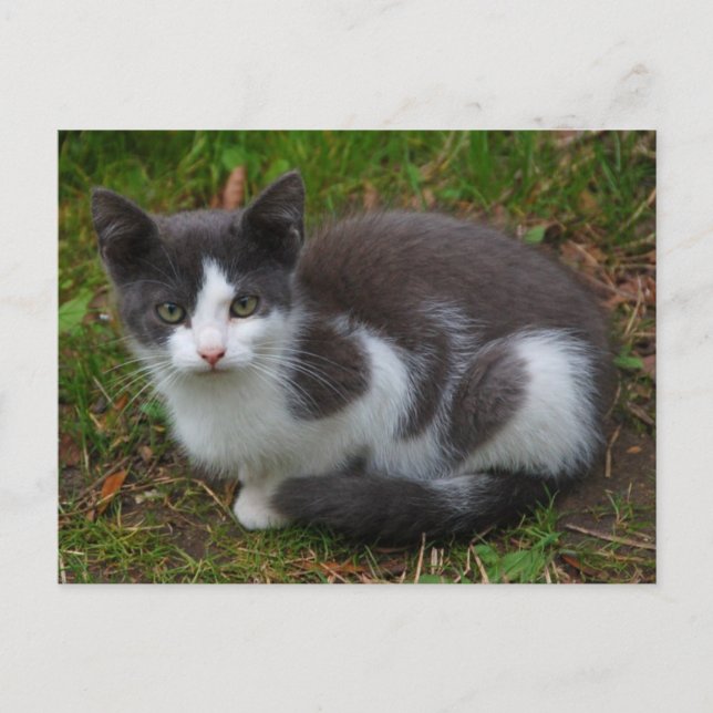 Carte Postale Gris Et Blanc Kitten (Devant)