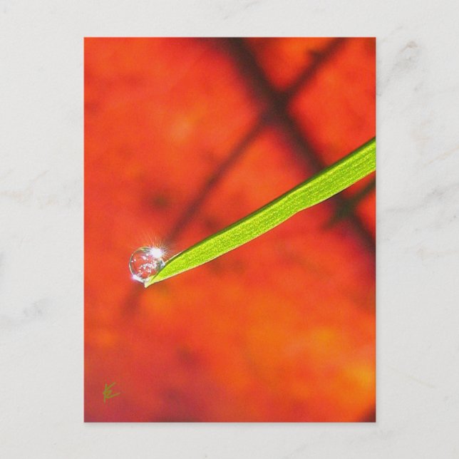 Carte Postale Gris vert avec Dew, Rouge et Vert Nature (Devant)