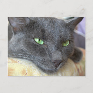 Carte postale grise de chat