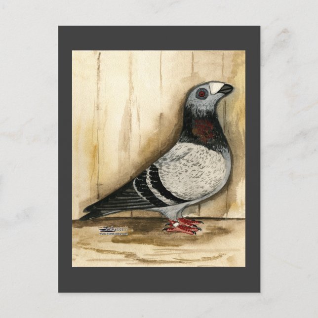 Carte Postale Grizzle bleu Pigeon Dragoon (Devant)
