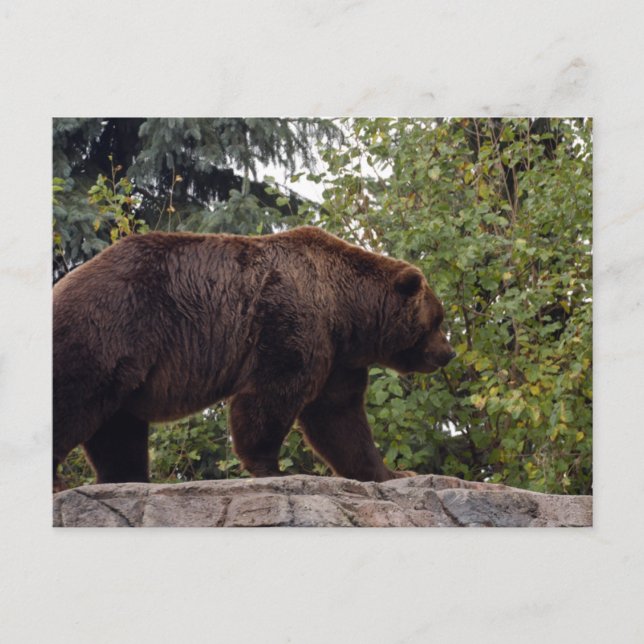 Carte Postale grizzli-ours-007 (Devant)