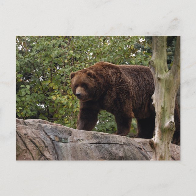 Carte Postale grizzli-ours-013 (Devant)