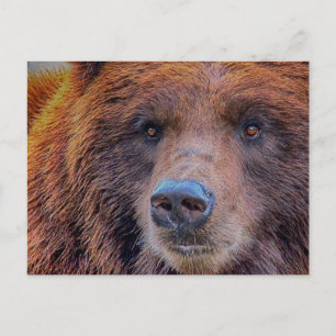 Carte Postale Grizzli Ours Brown Photo Faune