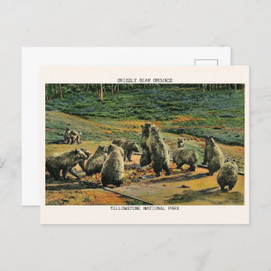 Carte Postale grizzlis, cadeaux de parc national en pierre jaune