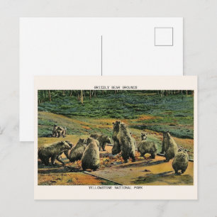 Carte Postale grizzlis, cadeaux de parc national en pierre jaune