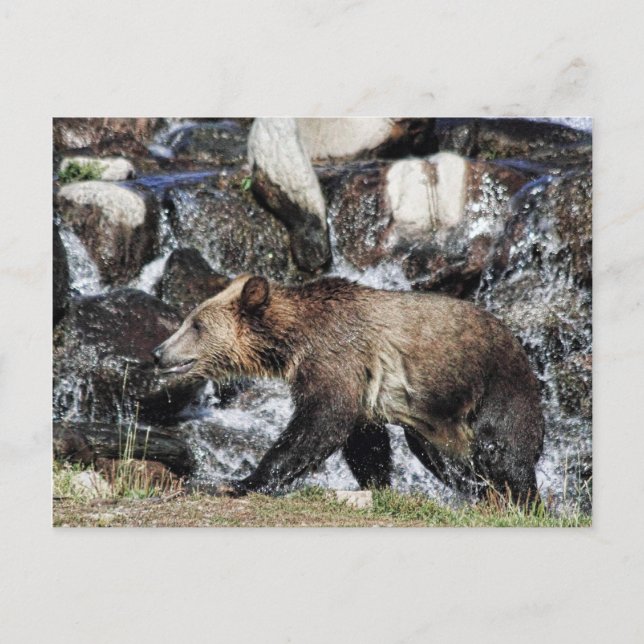 Carte Postale Grizzly (Devant)