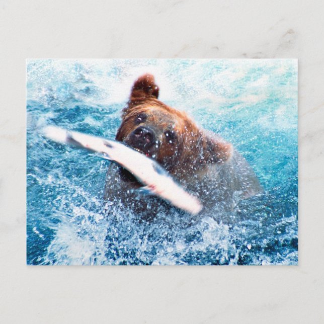 Carte postale Grizzly Bear (Devant)