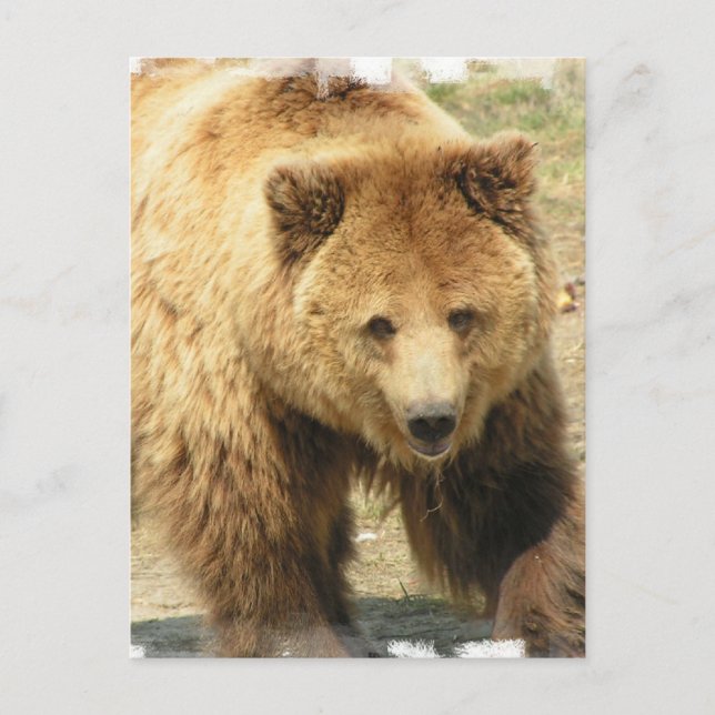 Carte postale Grizzly Bear (Devant)
