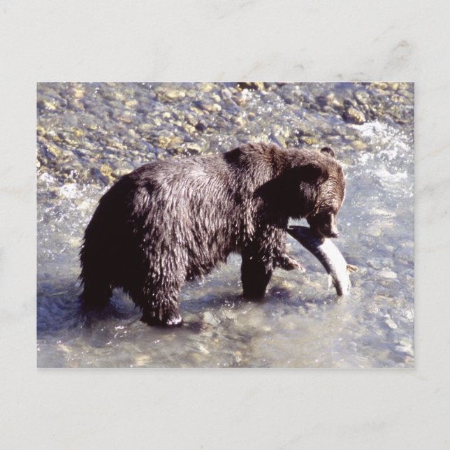 Carte Postale Grizzly bear catching a fish on Vancouver Island (Devant)