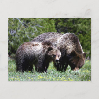 Carte postale Grizzly Bear et Cub