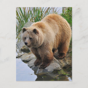 Carte Postale Grizzly Oear Wildlife Animal Photo