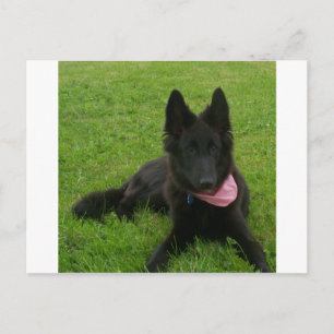 Carte Postale Groenendael_puppy