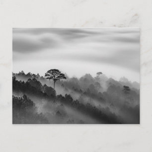 Carte Postale Gros arbre dans la forêt de pins dans la mer