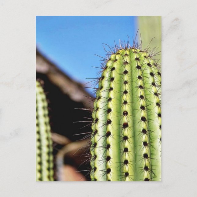 Carte Postale Gros cactus vert (Devant)