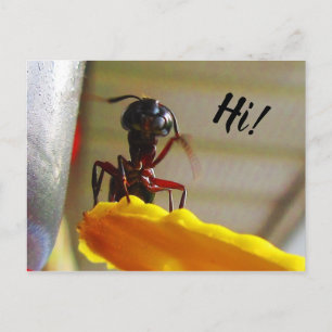 Carte Postale Gros charpentier Ant Want Bonjour