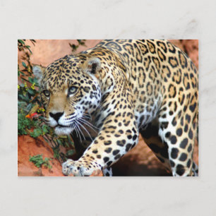 Carte Postale Gros chats - 10