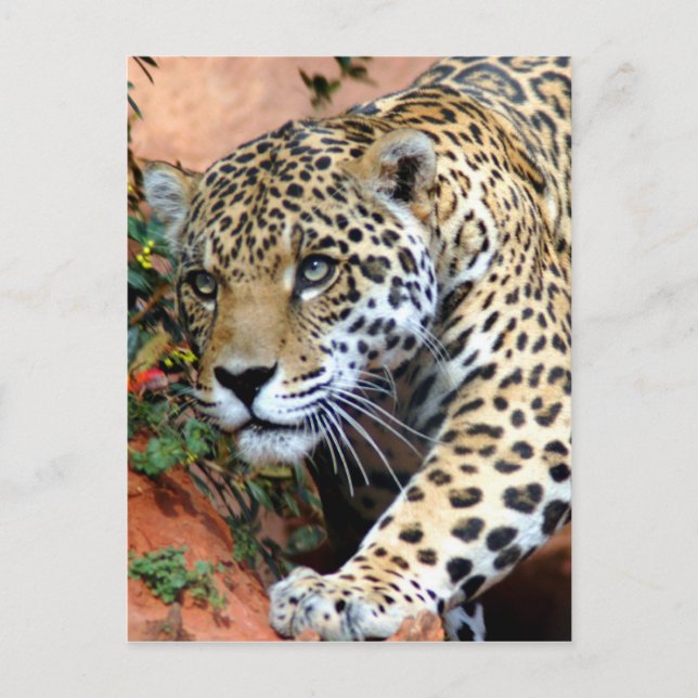 Carte Postale Gros chats - 10 (Devant)