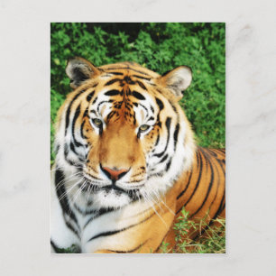 Carte Postale Gros chats - 12